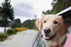 Călătoriile cu animale